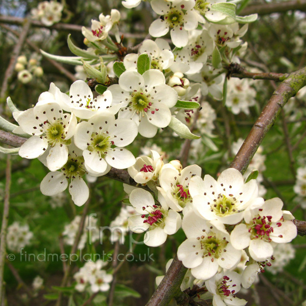 Big Photo of Pyrus Salicifolia, Flower Close-up