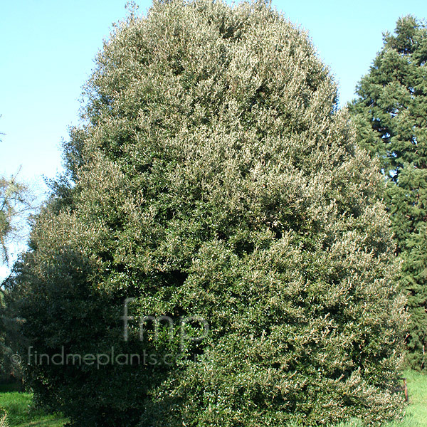 Big Photo of Quercus Ilex