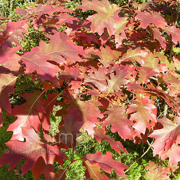 Big Photo of Quercus Rubra