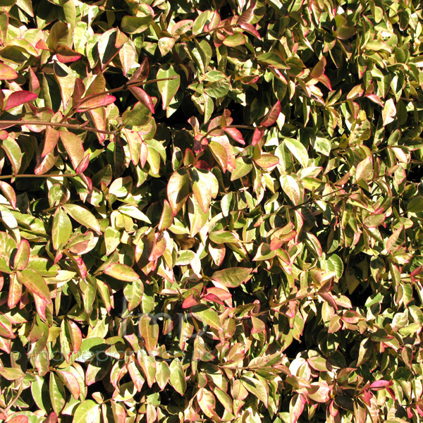 Big Photo of Rachelospermum Jasminoides