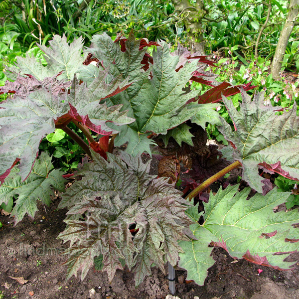 Big Photo of Rheum Palmatum