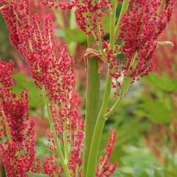Big Photo of Rheum Palmatum, Flower Close-up