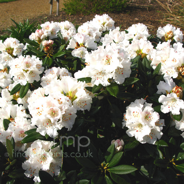 Big Photo of Rhododendron Morii