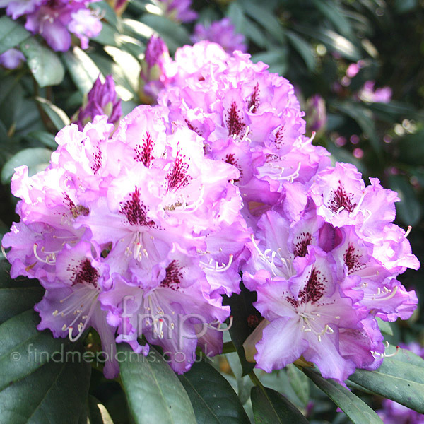 Big Photo of Rhododendron 'Blue Ensign'