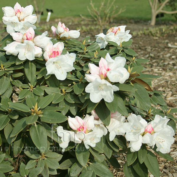 Big Photo of Rhododendron Yakushimanum