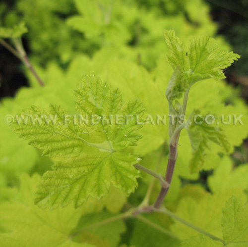 Big Photo of Ribes Sanguineum, Leaf Close-up