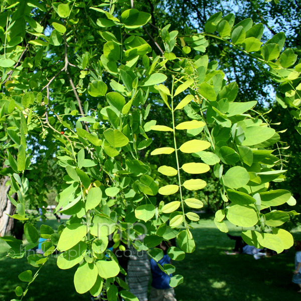 Big Photo of Robinia Pseudo-Acacia, Leaf Close-up