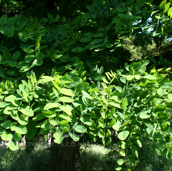 Big Photo of Robinia Pseudo-Acacia, Leaf Close-up