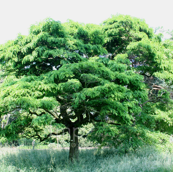 Big Photo of Robinia Pseudo-Acacia