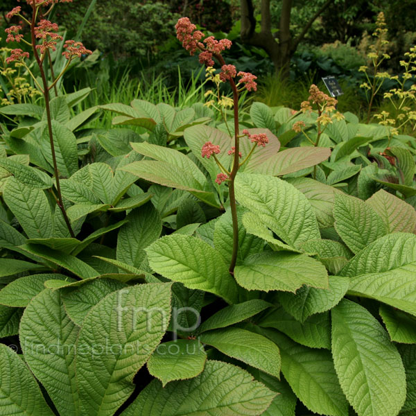 Big Photo of Rodgersia Pinnata