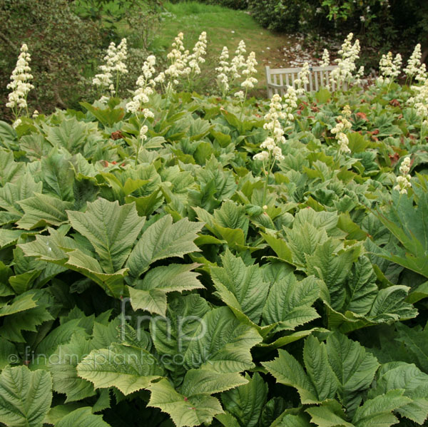 Big Photo of Rodgersia Podophylla