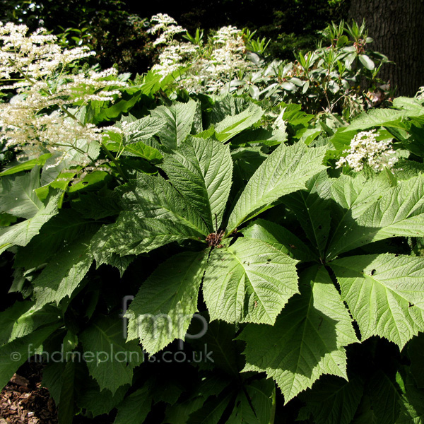 Big Photo of Rodgersia Podophylla