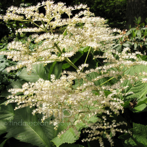 Big Photo of Rodgersia Podophylla, Flower Close-up