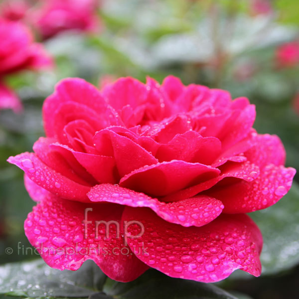 Big Photo of Rosa , Flower Close-up