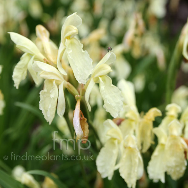 Big Photo of Roscoea Cautleyoides, Flower Close-up