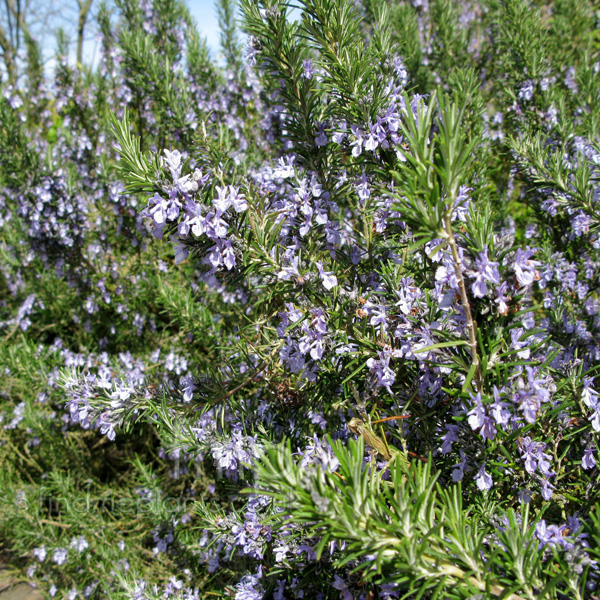 Big Photo of Rosmarinus Officinalis