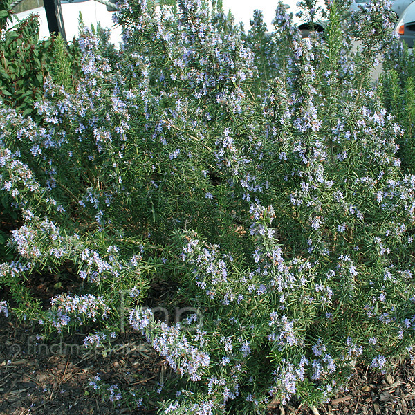 Big Photo of Rosmarinus Officinalis