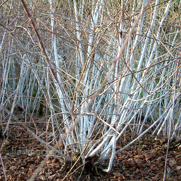 Big Photo of Rubus Cockburnianus