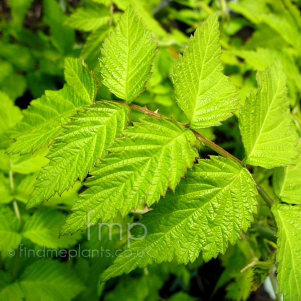 Big Photo of Rubus Cockburnianus, Leaf Close-up
