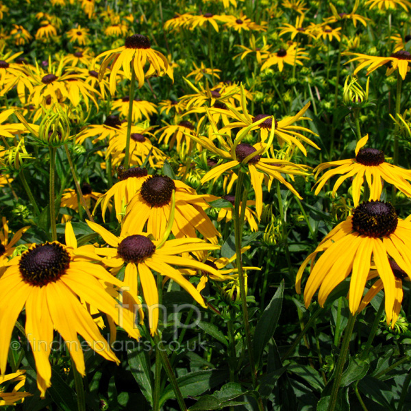 Big Photo of Rudbeckia Fulgida, Flower Close-up