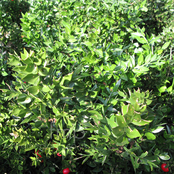 Big Photo of Ruscus Aculeatus