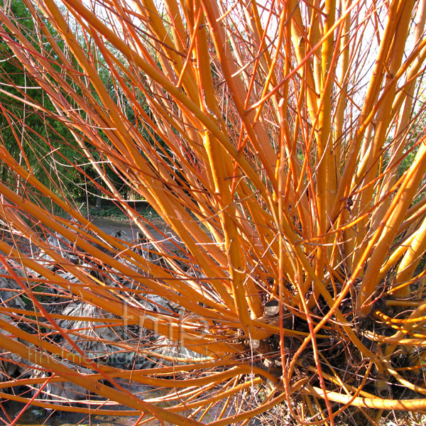 Big Photo of Salix Alba