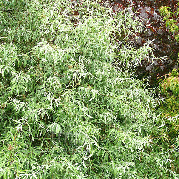 Big Photo of Salix Caprea