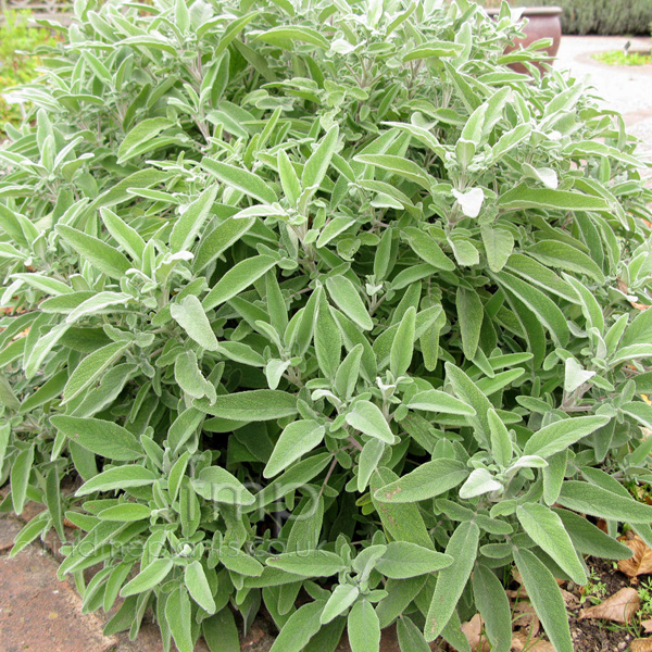 Big Photo of Salvia Candelabrum