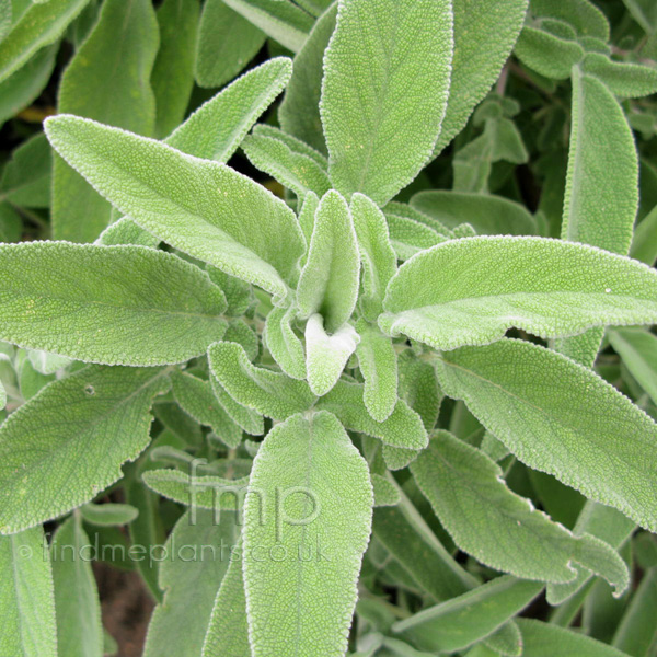 Big Photo of Salvia Candelabrum, Leaf Close-up