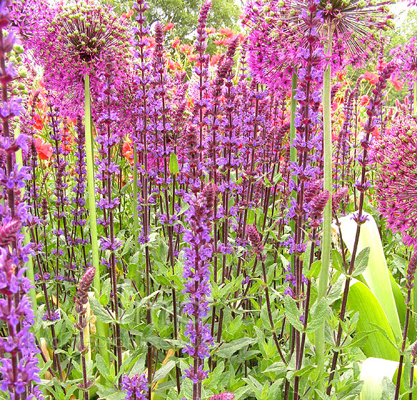 Big Photo of Salvia Nemerosa