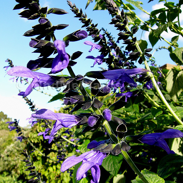 Big Photo of Salvia Guaranitica