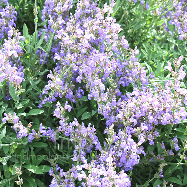 Big Photo of Salvia Lavandulifolia