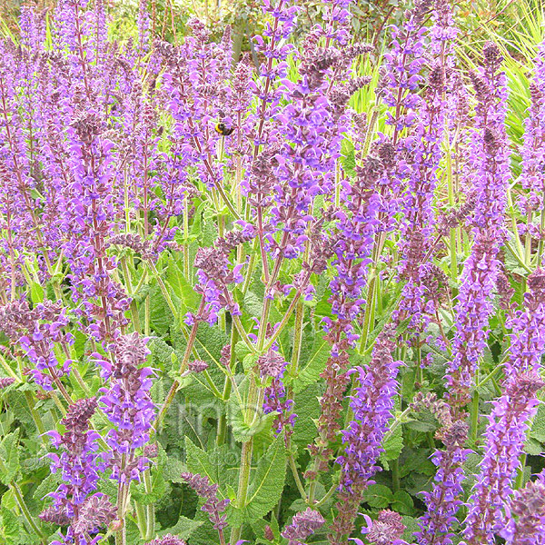 Big Photo of Salvia X Sylvestris