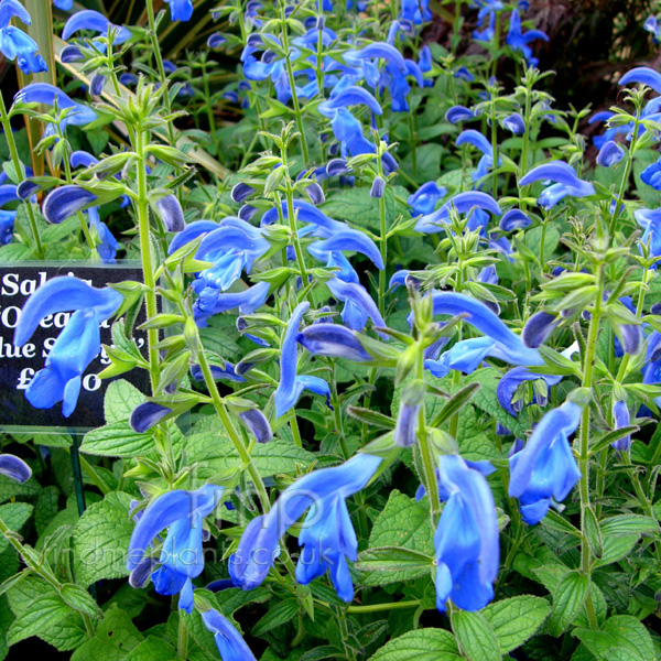 Big Photo of Salvia Oceana