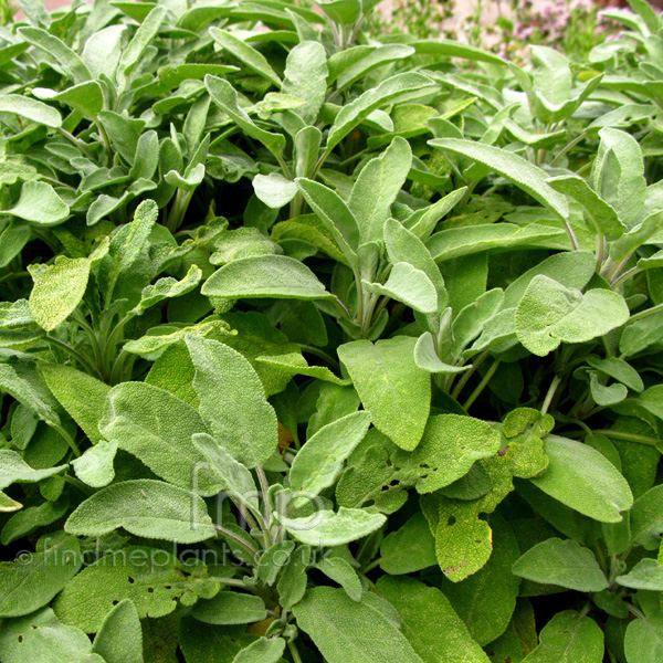 Big Photo of Salvia Officinalis, Leaf Close-up