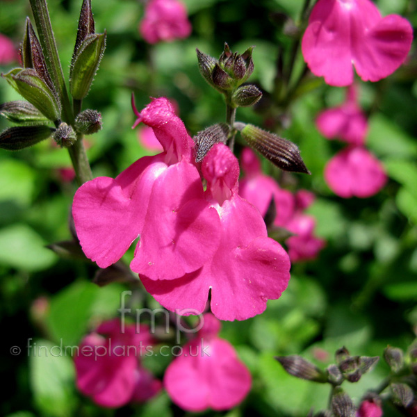 Big Photo of Salvia Microphylla, Flower Close-up