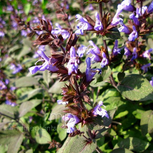 Big Photo of Salvia Officinalis, Flower Close-up