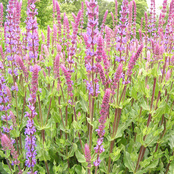 Big Photo of Salvia X Sylvestris