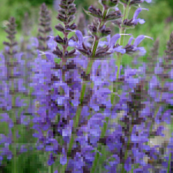 Big Photo of Salvia X Sylvestris, Flower Close-up