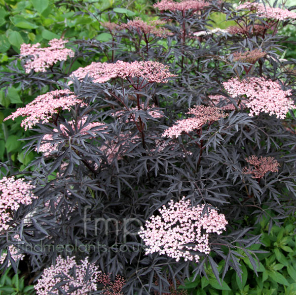 Big Photo of Sambucus Nigra