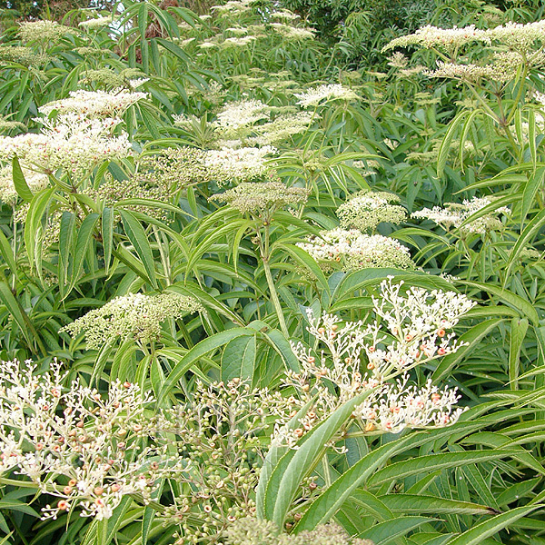 Big Photo of Sambucus Formosana