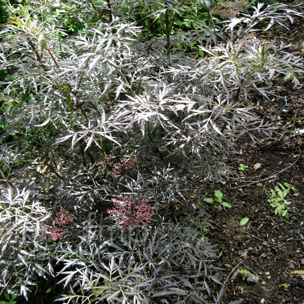 Big Photo of Sambucus Nigra