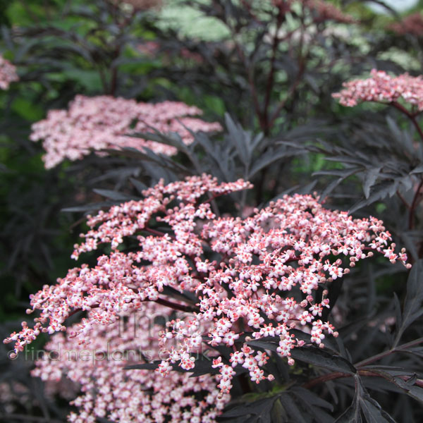 Big Photo of Sambucus Nigra, Flower Close-up