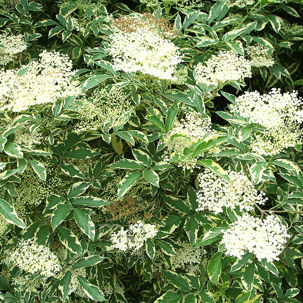 Big Photo of Sambucus Nigra