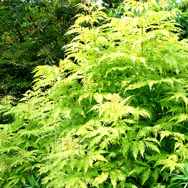 Big Photo of Sambucus Racemosa