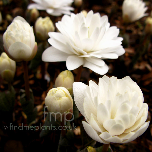 Big Photo of Sanguinaria Canadensis