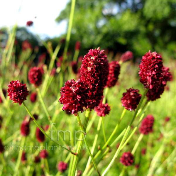 Big Photo of Sanguisorbia Officinalis, Flower Close-up