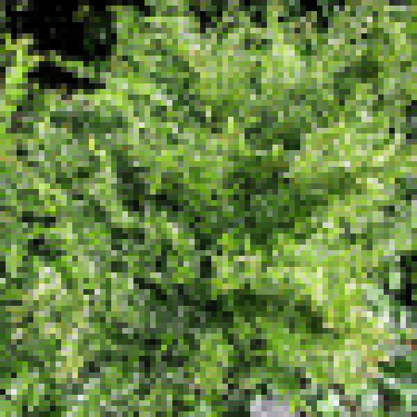 Big Photo of Sarcococca Ruscrifolia