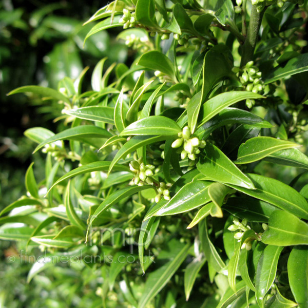 Big Photo of Sarcococca Ruscrifolia, Leaf Close-up