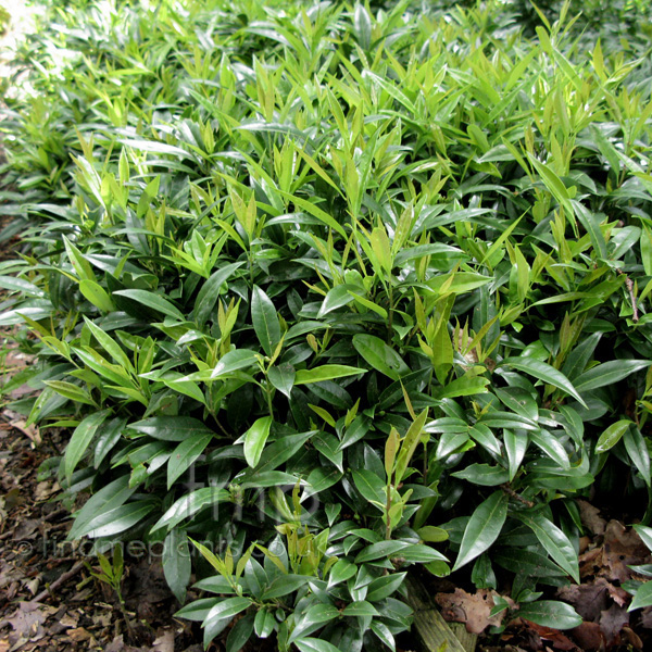 Big Photo of Sarcococca Hookeriana